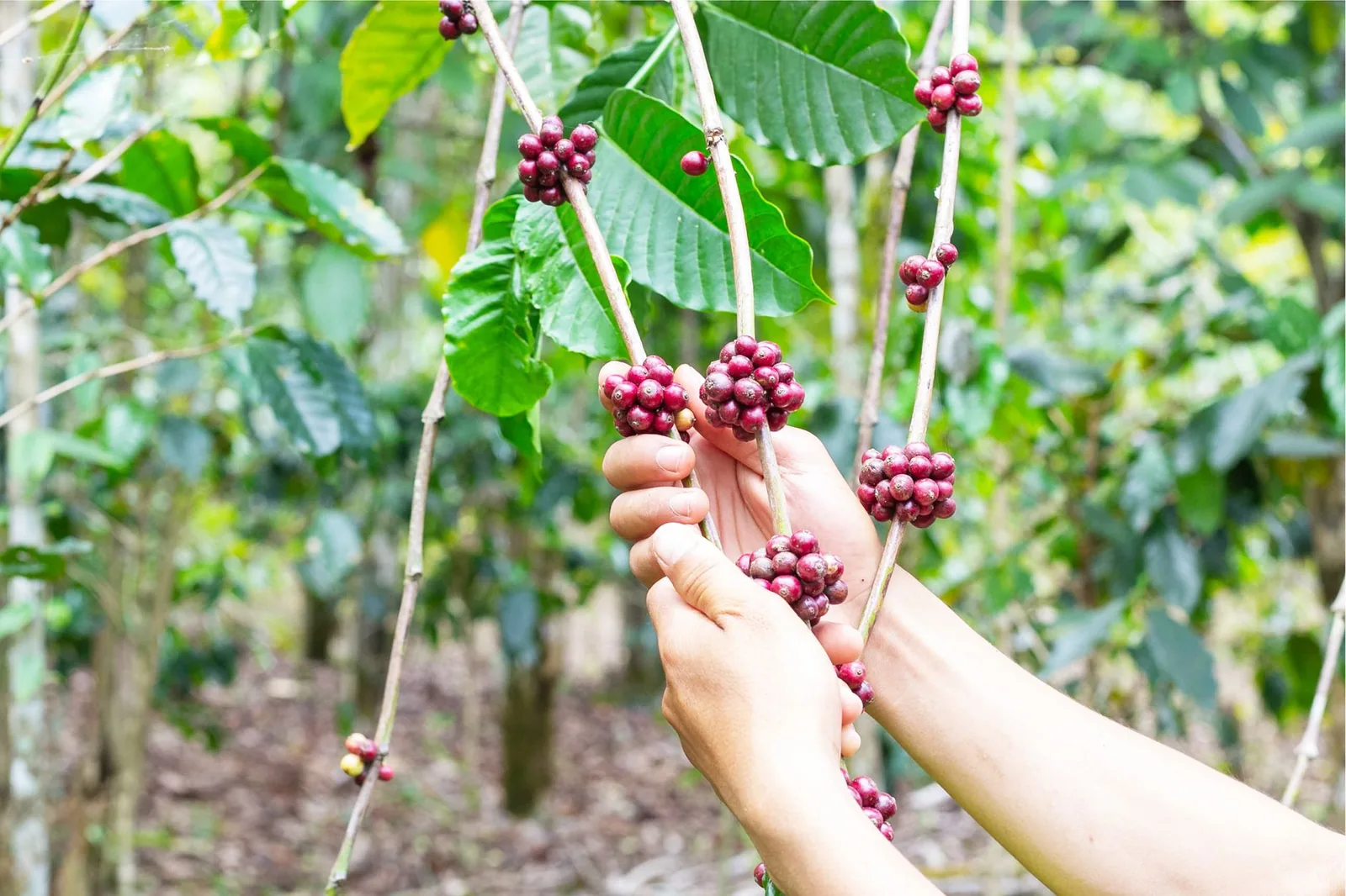 Café Geisha: por que é o grão mais caro do mundo