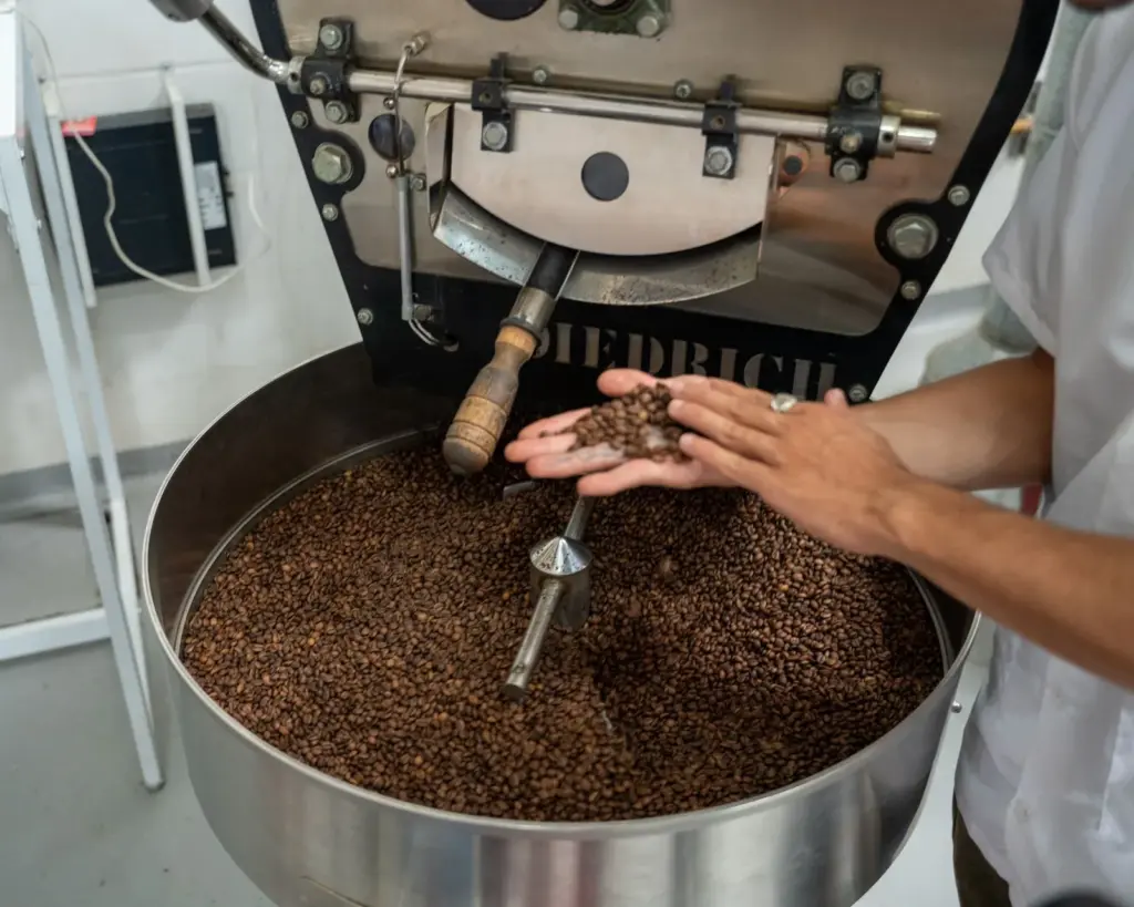 Café Maragogipe: o grão gigante
