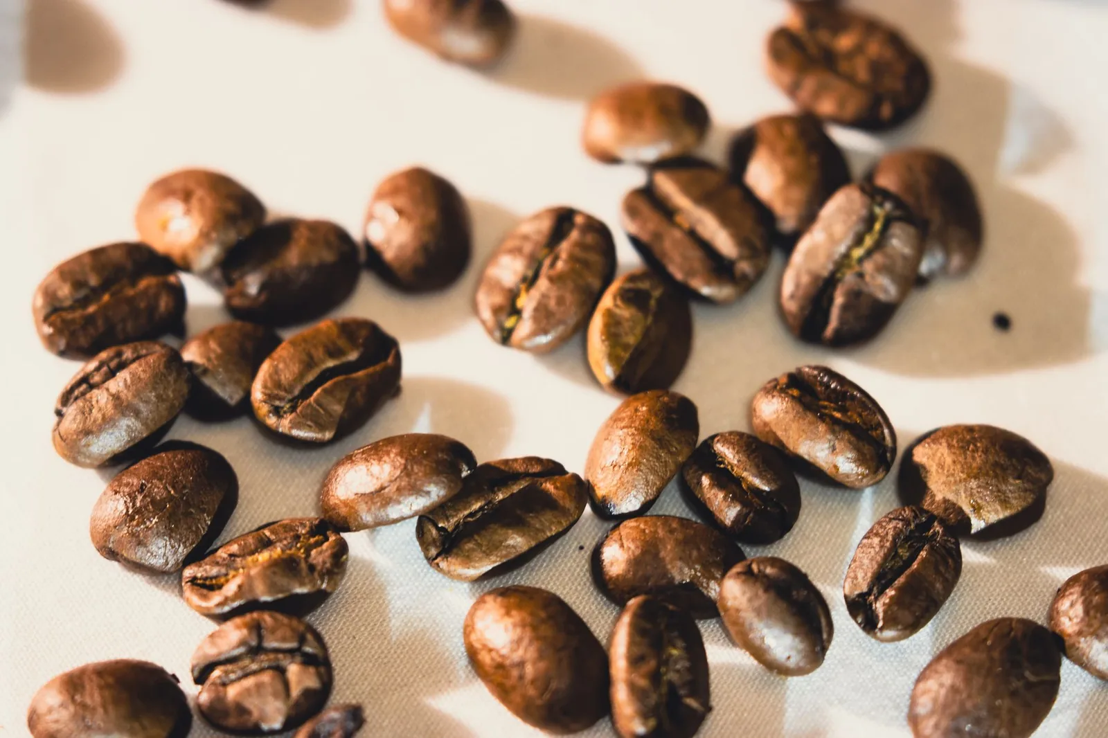 Café Maragogipe: o grão gigante