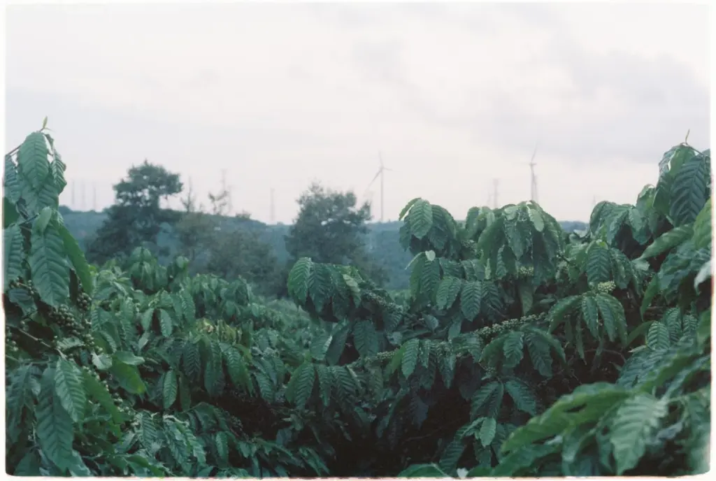 Café sustentável: o que é e como identificar