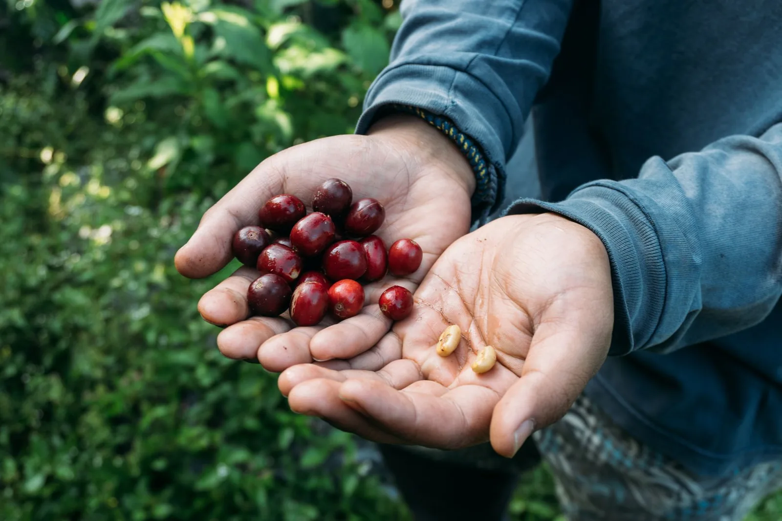 Café sustentável: o que é e como identificar