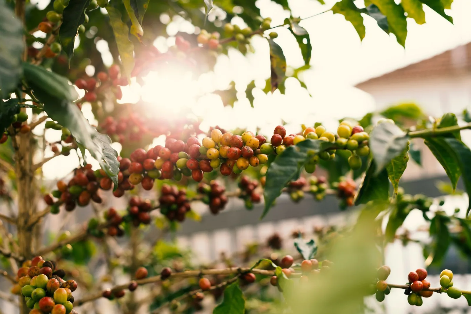 Café Typica: a variedade que deu origem a quase todas