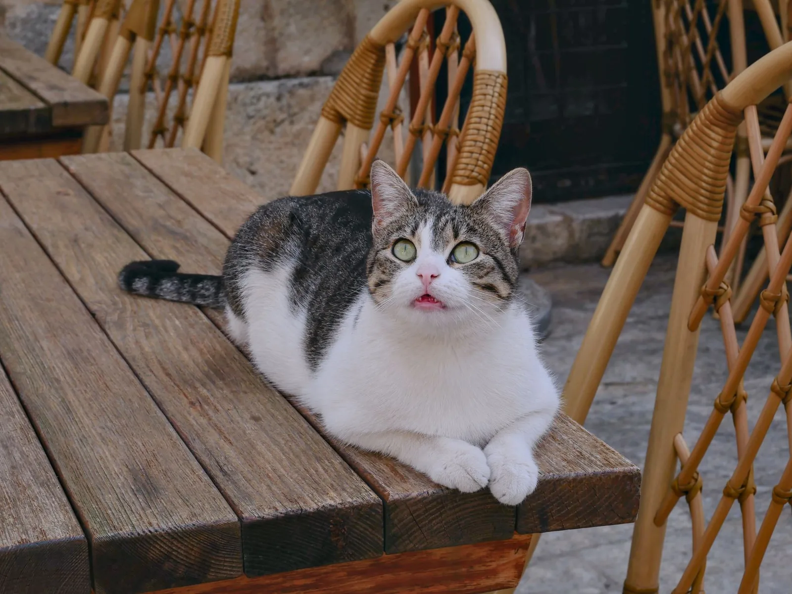 Cat cafés: as cafeterias de gatos que conquistaram o mundo