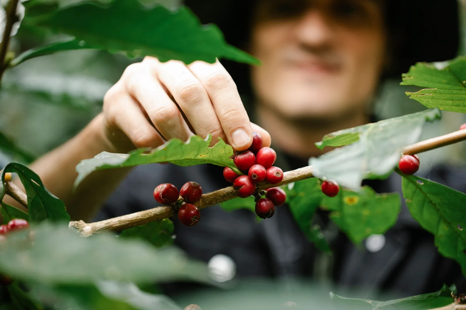 Catuaí: o café operário que sustenta lavouras do Brasil