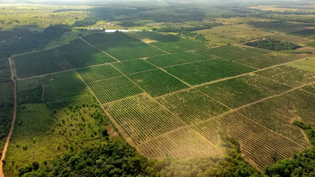 Catuaí: o baixinho que sustenta a lavoura brasileira