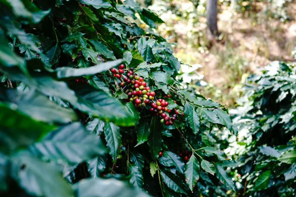 Conilon de Rondônia: o robusta amazônico que surpreende