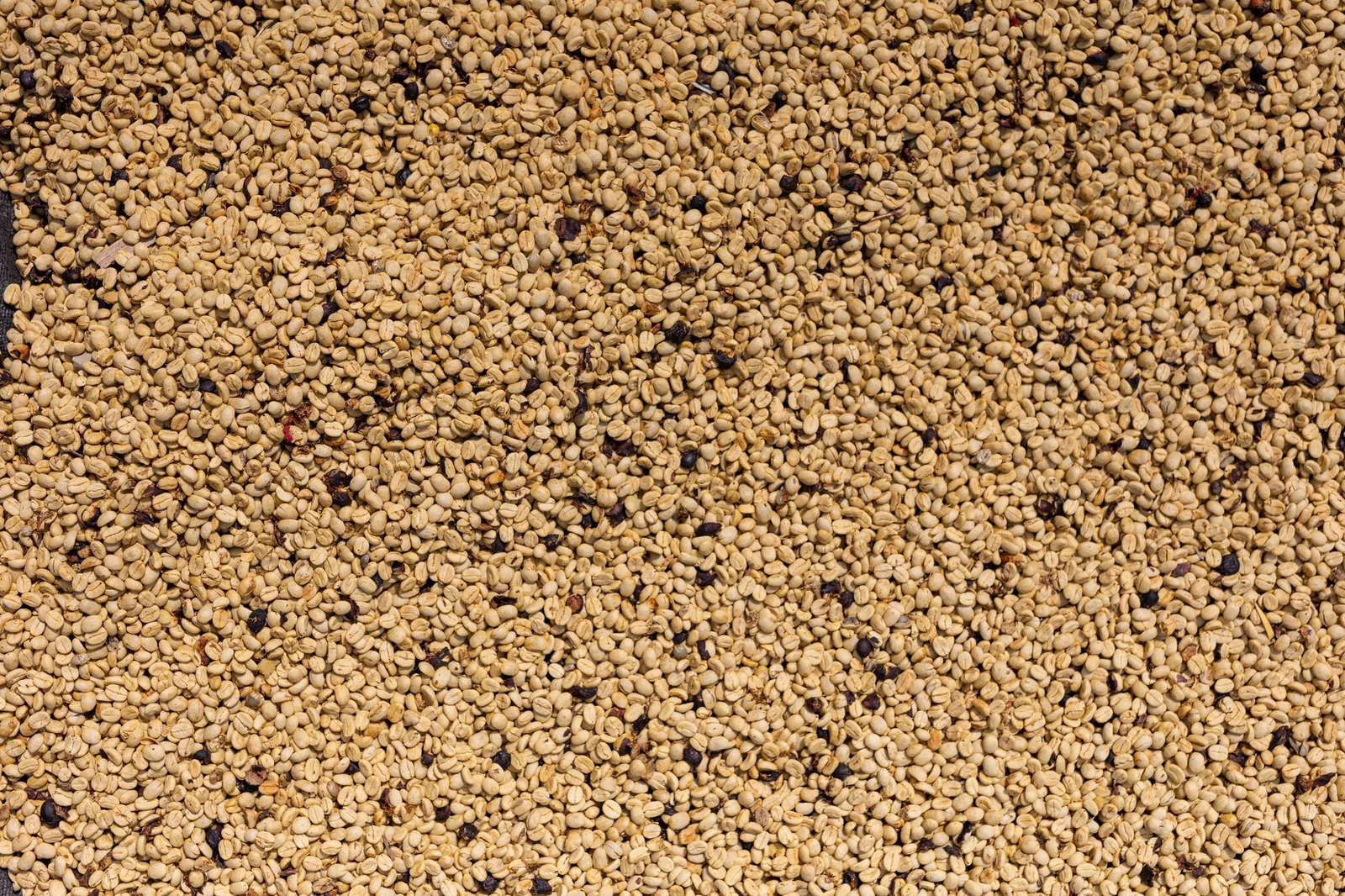 Costa do Marfim: o robusta que o mundo bebe sem saber