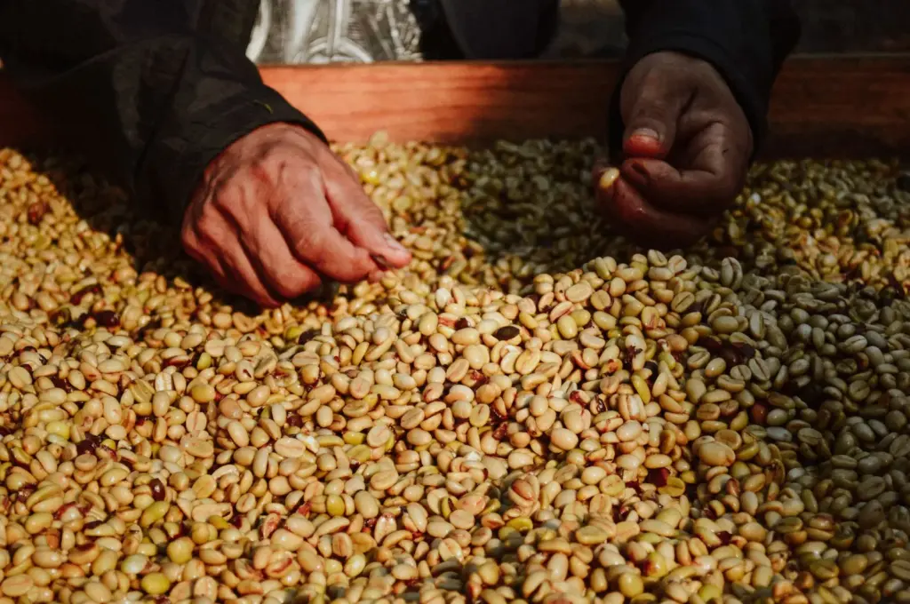 Defeitos do café: o que são os grãos PVA