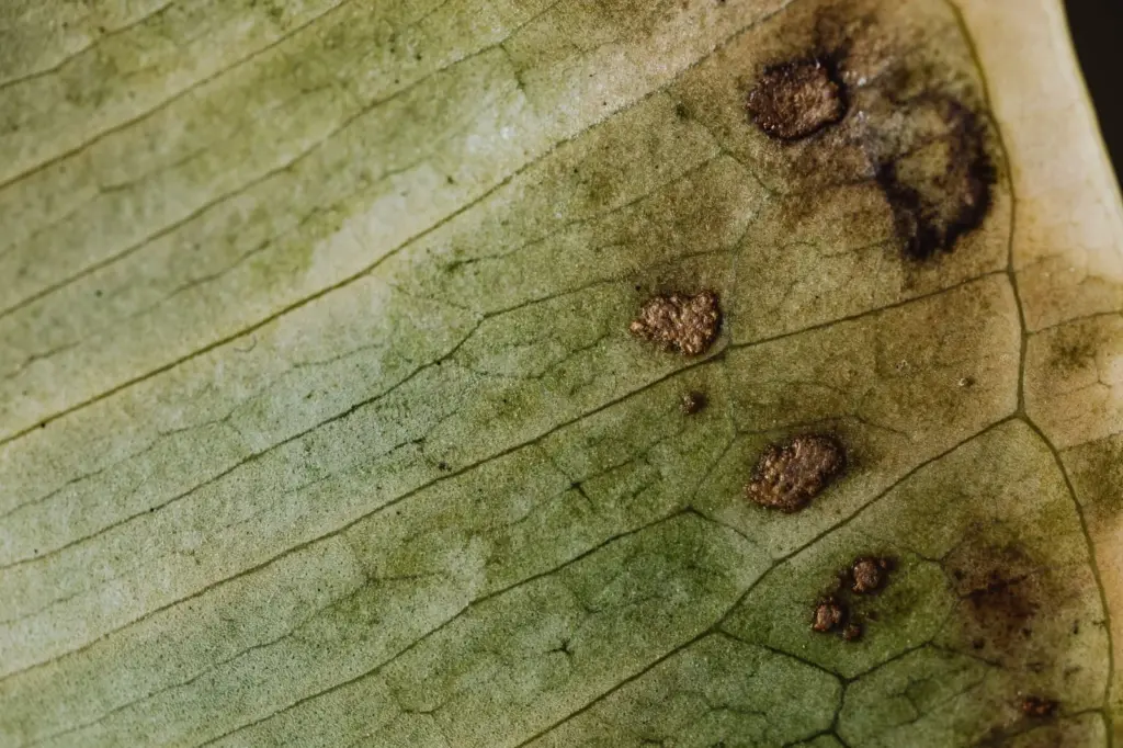 Ferrugem e broca: as pragas que ameaçam o cafezal