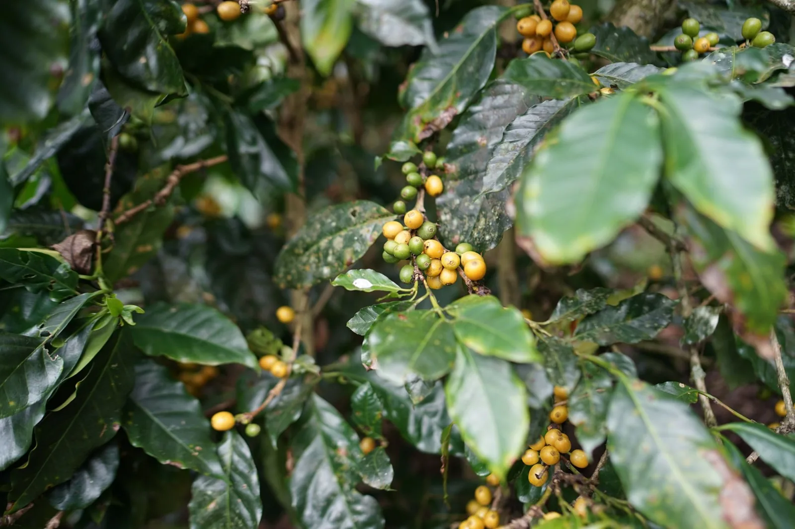 Ferrugem e broca: as pragas que ameaçam o cafezal