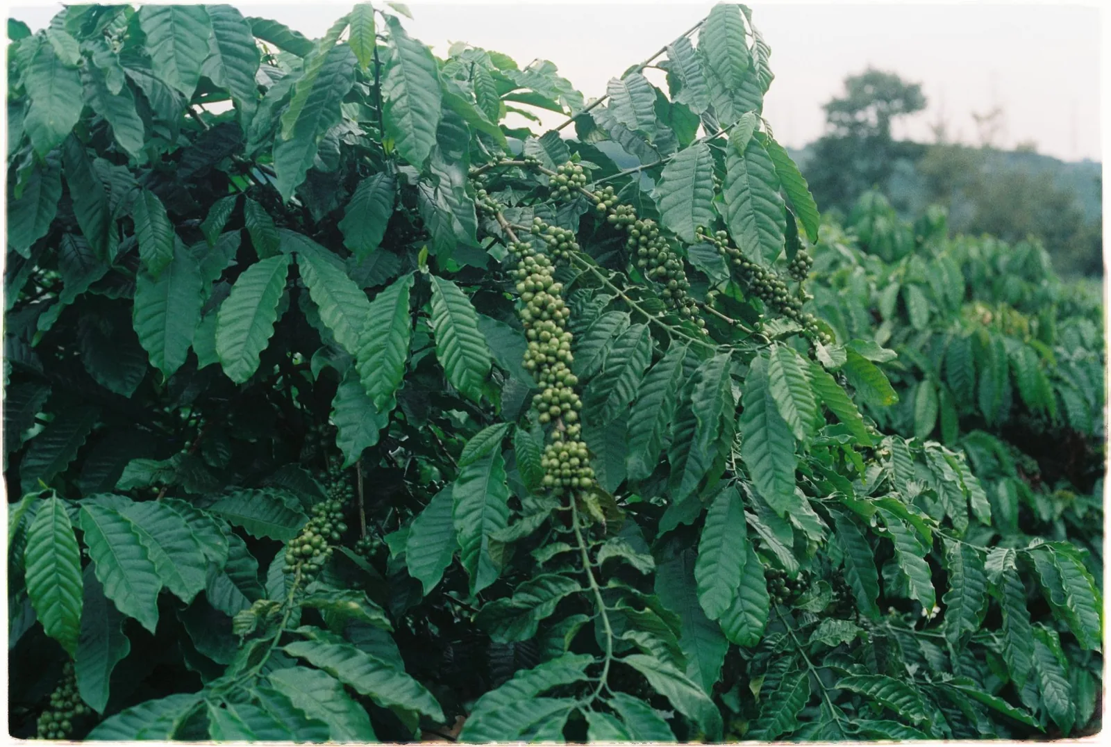 Fine robusta: o robusta que virou café especial