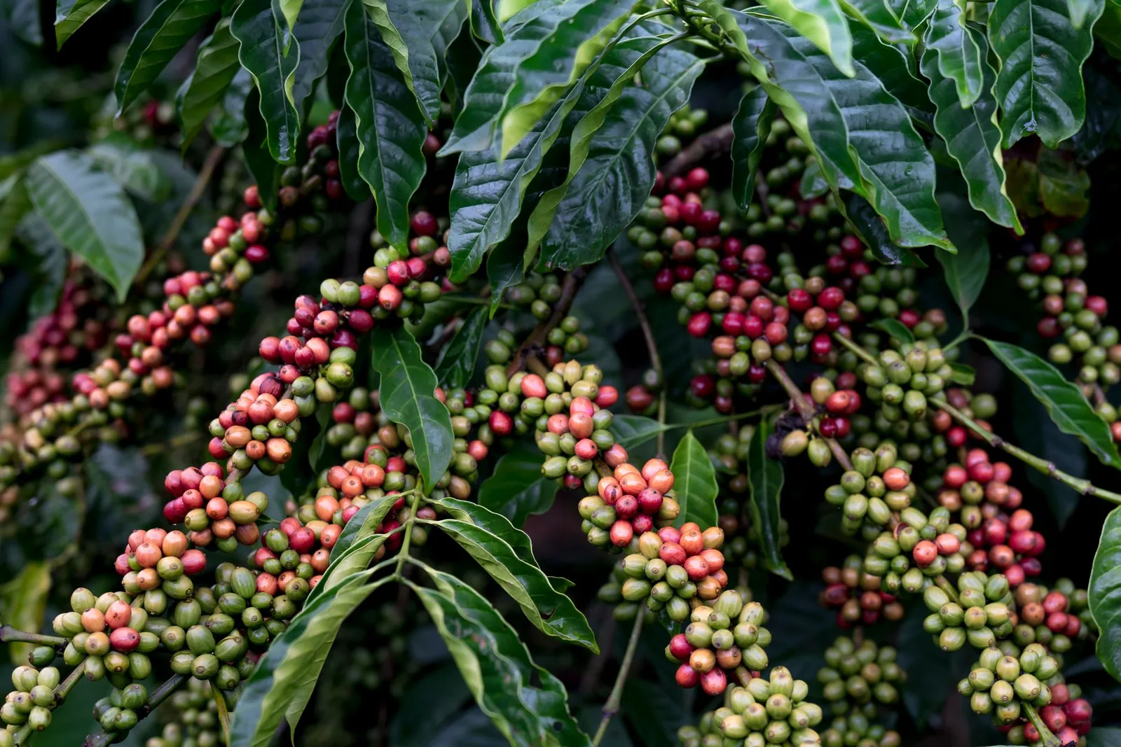 Híbrido de Timor: o cruzamento que salvou o café da ferrugem