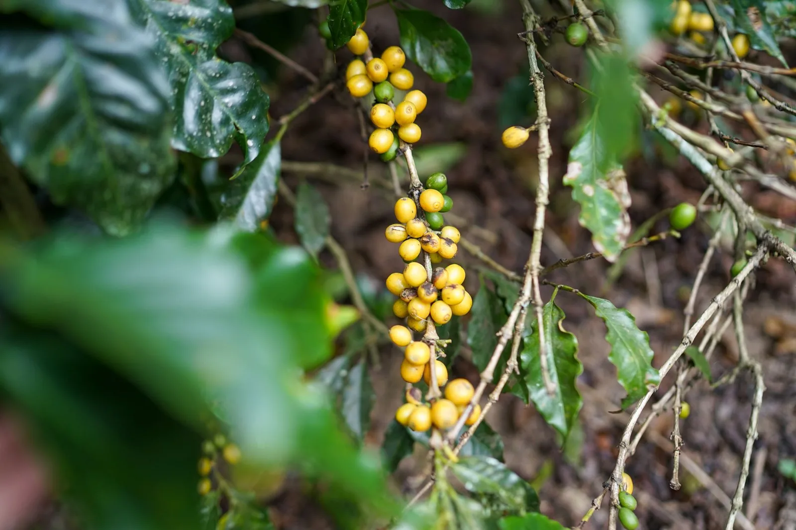Bourbon: a ilha que batizou o café