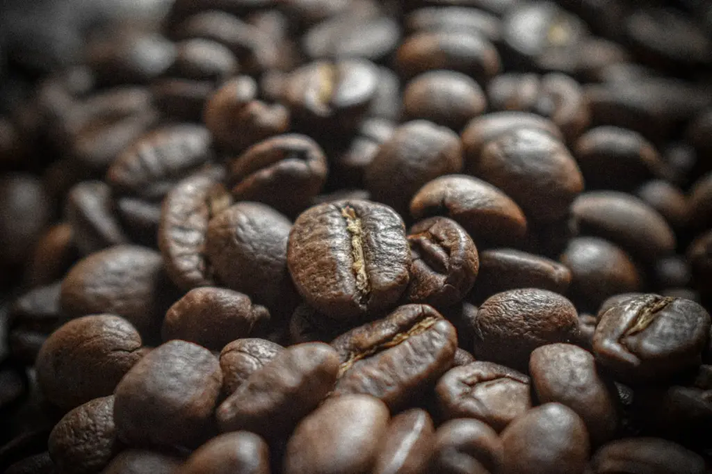 Kopi Luwak: o café mais exótico (e polêmico)