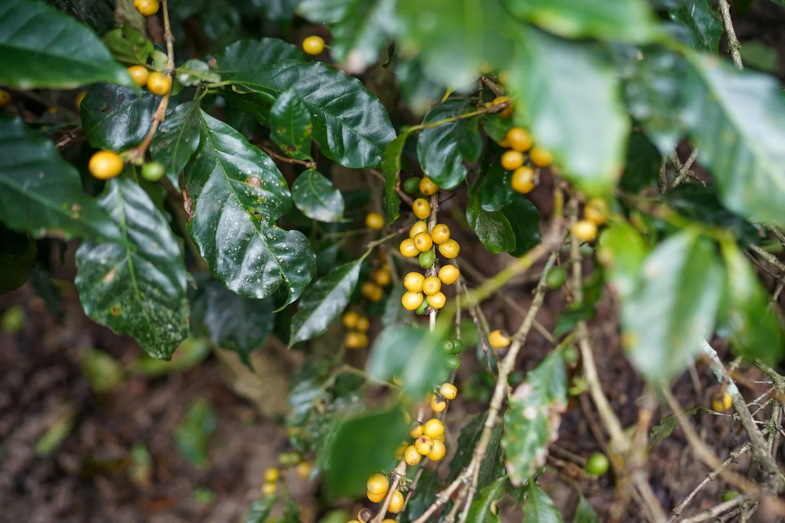 Kopi Luwak: o café mais exótico (e polêmico)