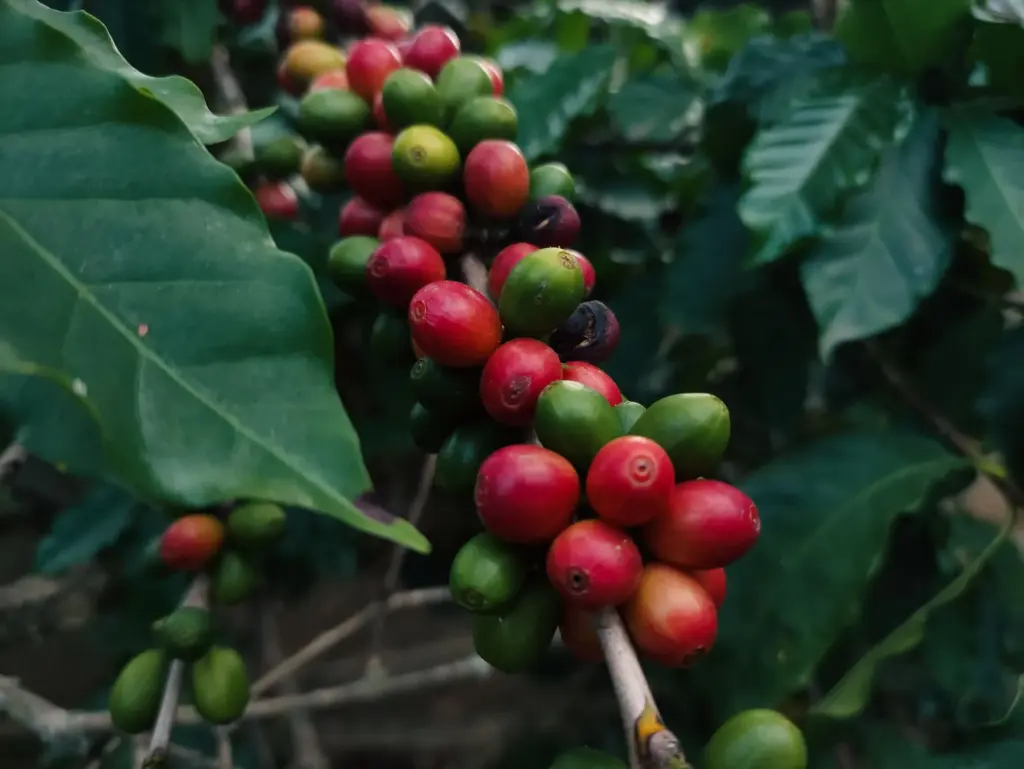 Laurina: o café que nasce com menos cafeína