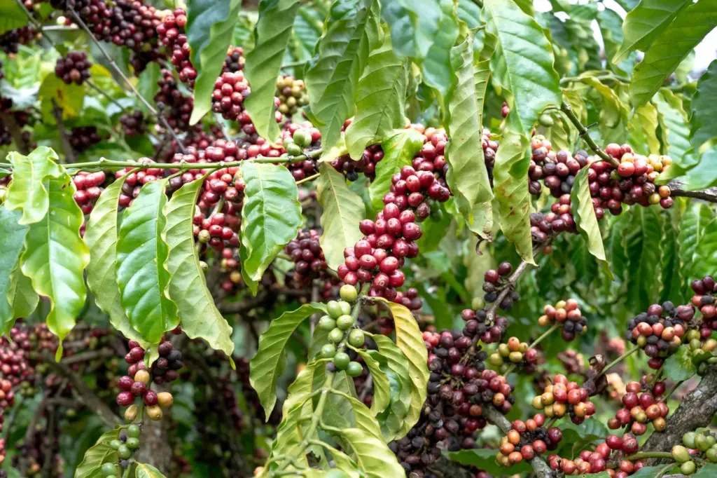 Liberica e excelsa: as espécies de café além do arábica e do robusta