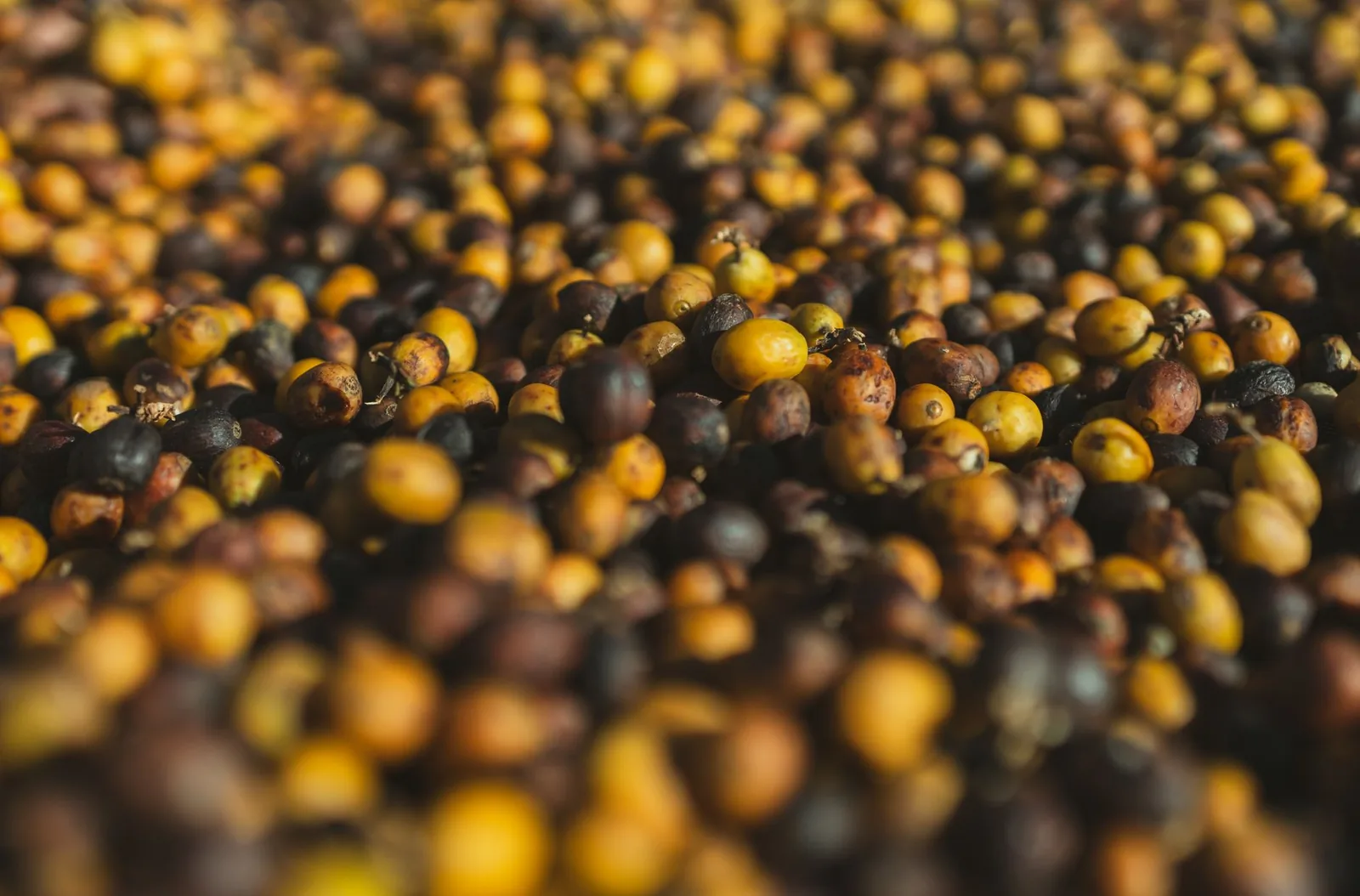 Monsoon Malabar: o café indiano que o vento transforma