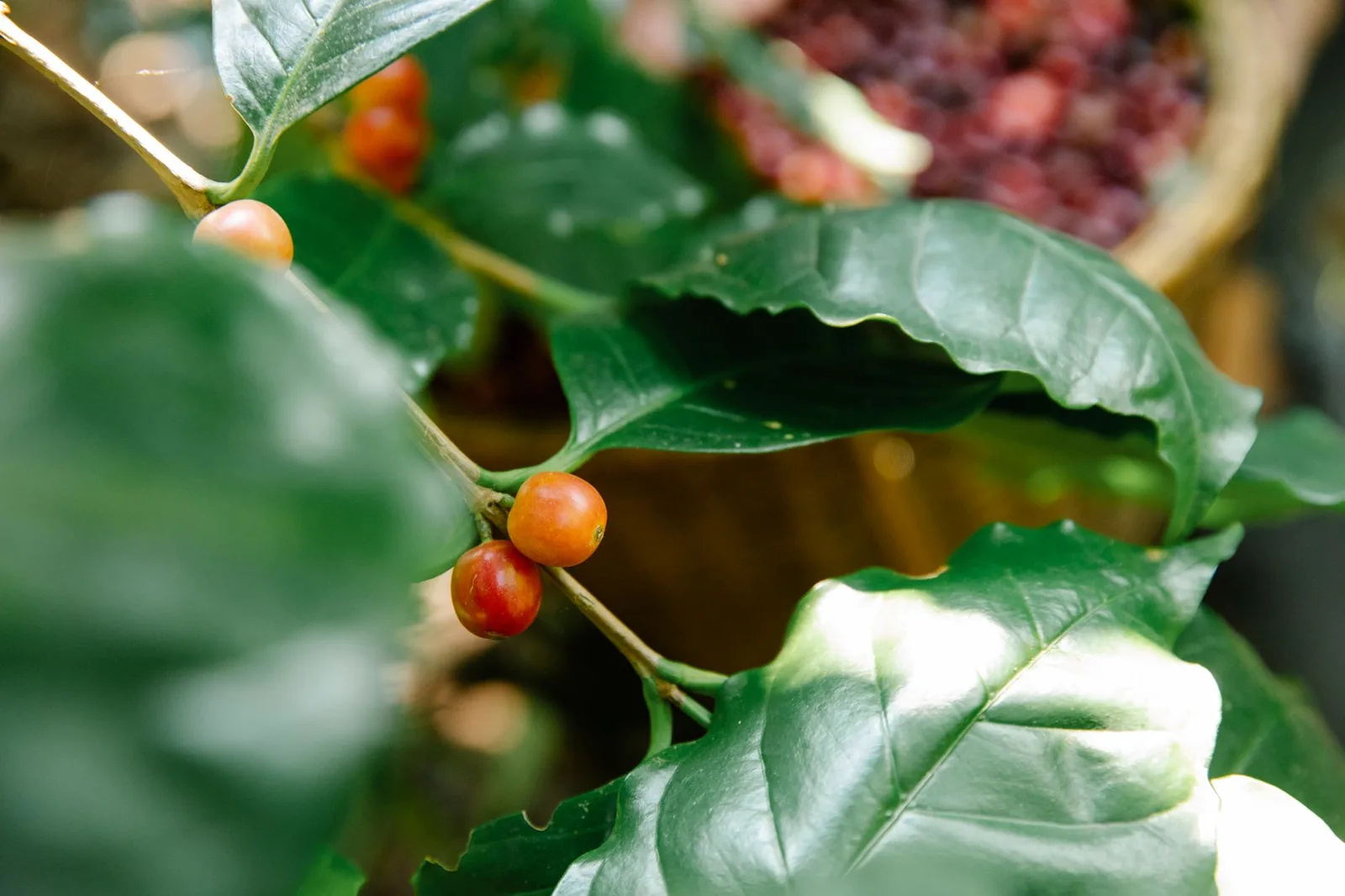 Robusta amazônico: o café que vem da floresta